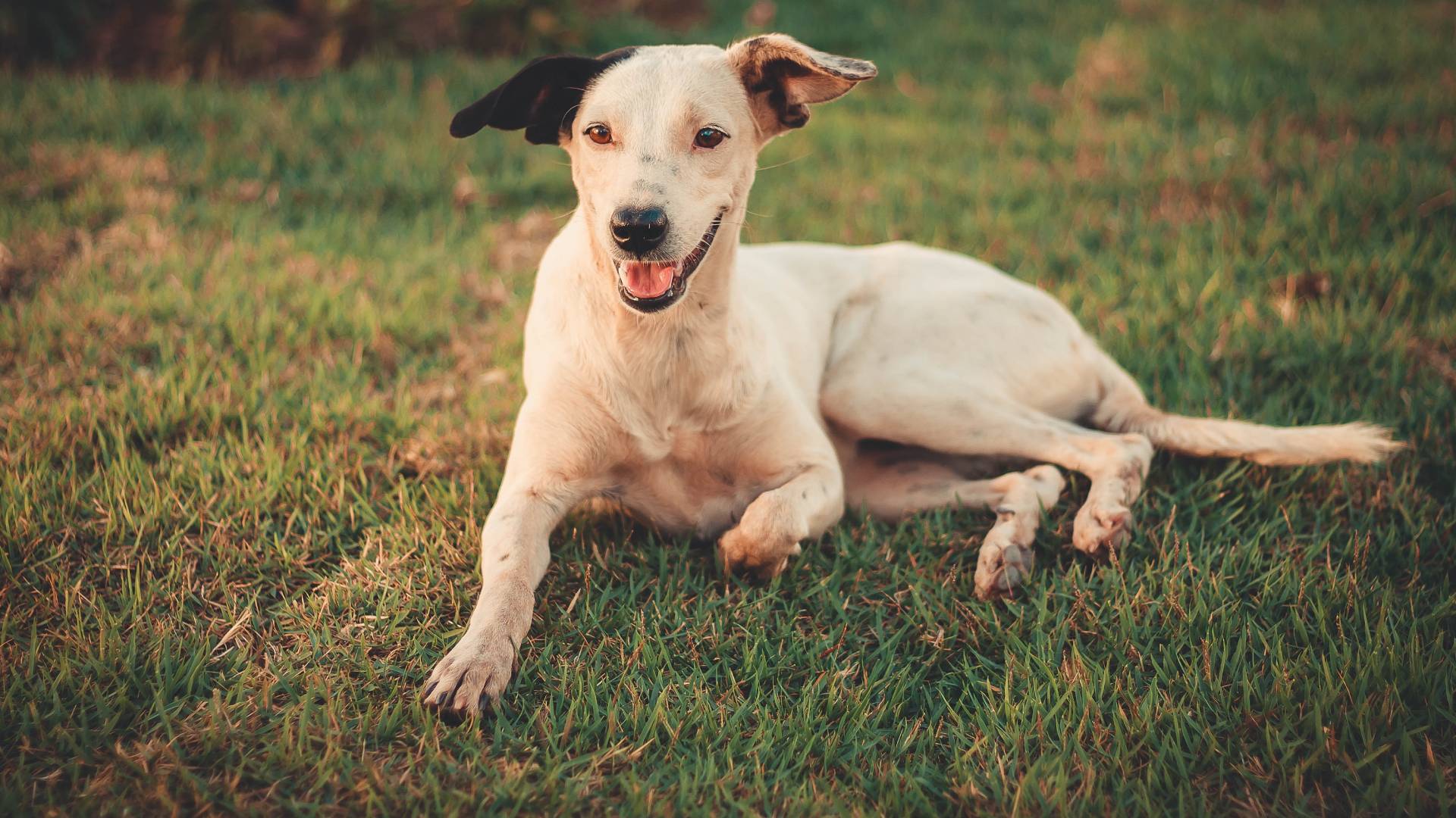 Wenn sich der Hund los reißt…