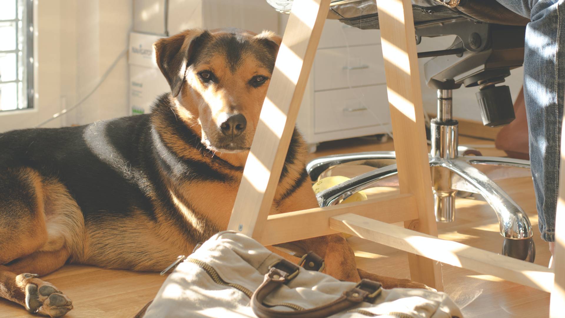 Hund im Büro ist das erlaubt?