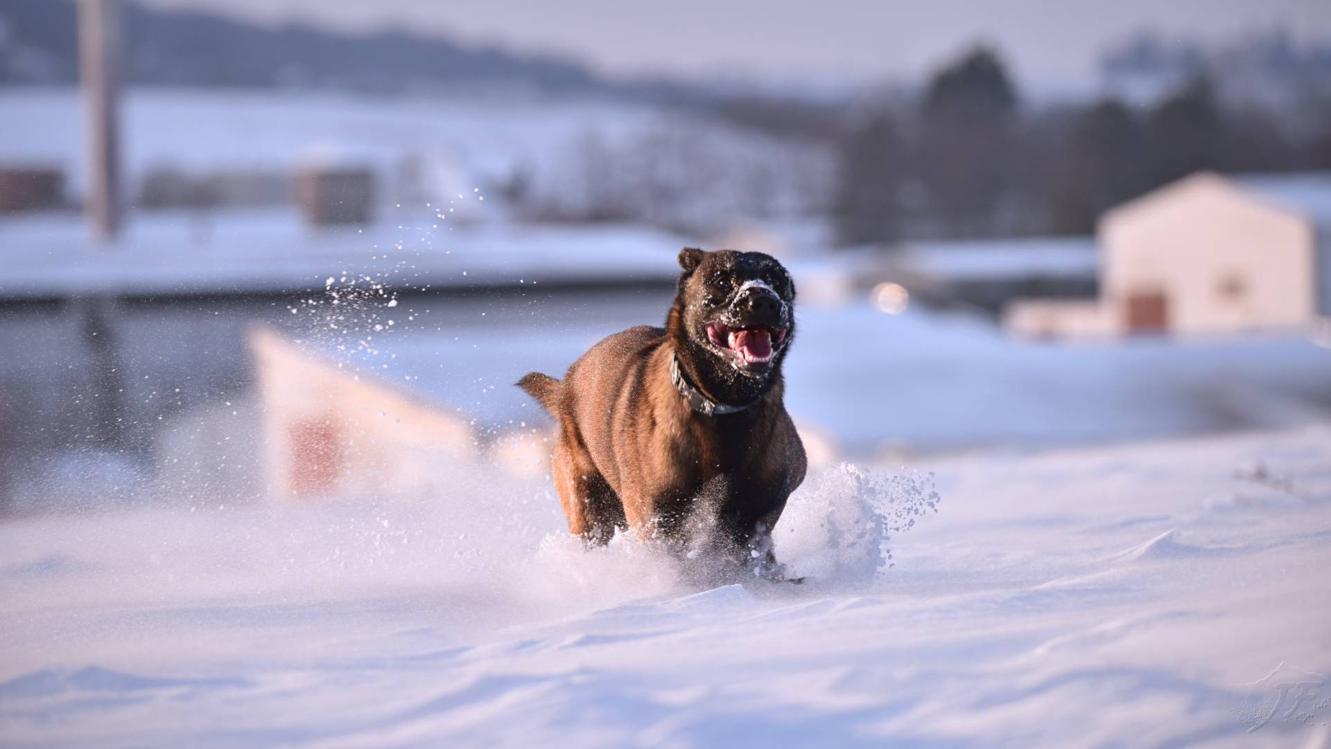 Was tun, wenn der eigene Hund andere Tiere beisst?